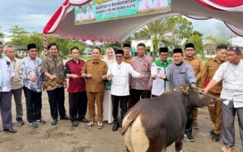 Pemkab Murung Raya Salurkan 111 Ekor Sapi Kurban Jelang Iduladha 1447 H