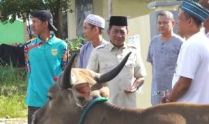 Bupati Murung Raya Serahkan Bantuan Sapi Kurban, Satu Ekor Bantuan Dari Presiden RI