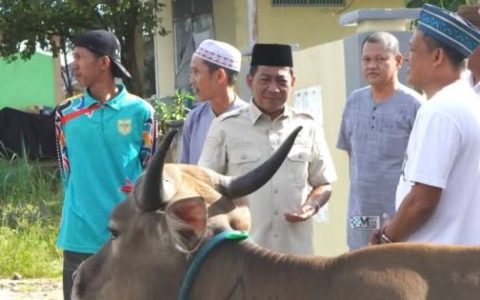 Bupati Murung Raya Serahkan Bantuan Sapi Kurban, Satu Ekor Bantuan Dari Presiden RI