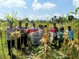 Polri Bersama Petani Panen Raya Jagung 34 Ton di Barito Timur