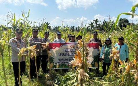 Polri Bersama Petani Panen Raya Jagung 34 Ton di Barito Timur